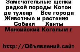 Замечательные щенки редкой породы Котон де тулеар  - Все города Животные и растения » Собаки   . Ханты-Мансийский,Когалым г.